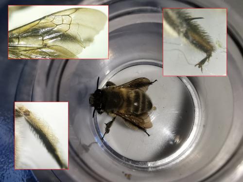 Anthophora sp.